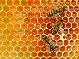 Bees Knees
